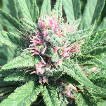 Ace Seeds - LIMITED EDITION ErdPurt x PCK